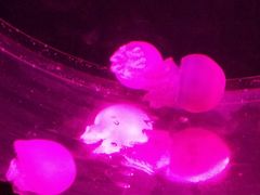 景点-华夏文旅海洋公园