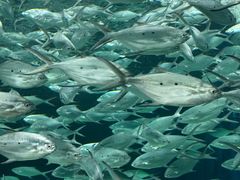 -上海海洋水族馆