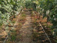 -马陆小张葡萄园农家乐