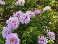 -曹州百花园