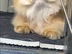 -爱侣宠医·鹦鹉专科·小型哺乳类·异宠专科(灵石路店)