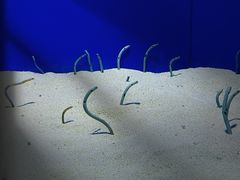 -上海海洋水族馆