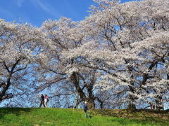 府立保津峡自然公園 图片 京都 大众点评网