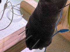 -西安京西宠物医院·瘫痪·疑难杂症