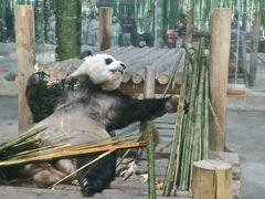 -栾川竹海野生动物园