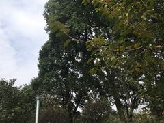 -南山植物园