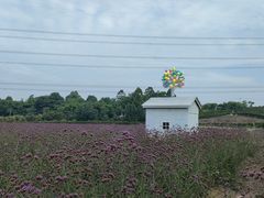 -紫颐香薰山谷景区