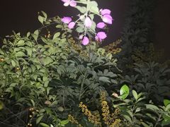 -深圳国际园林花卉博览园