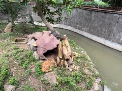-野象谷景区