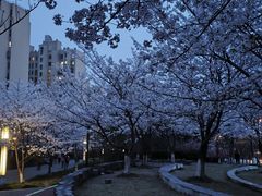 -高东镇樱花园