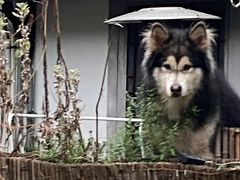 -爱侣宠医·鹦鹉专科·小型哺乳类·异宠专科(灵石路店)