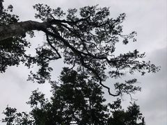 -海南热带雨林国家公园吊罗山景区