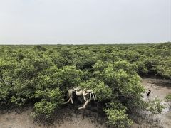 -北海金海湾红树林生态旅游区