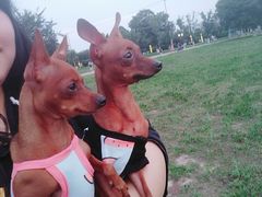 -瑞鹏宠物医院·爱宠堂·骨外专科(西荷分院)