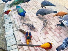 -泉州海丝野生动物世界