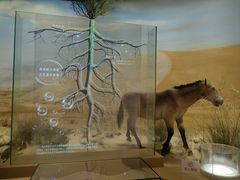 -恩格贝生态旅游区