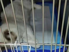 -莘程宠物医院(金山店)