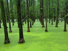 -渌洋湖湿地公园