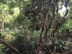 -广西壮族自治区药用植物园