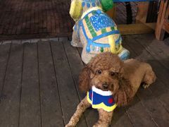 -半坡九号老挝冰咖啡