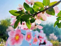 -海棠花溪(元大都城垣遗址公园)