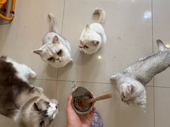 -平行世界·猫咖(首经贸店)