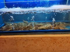 -芭菲盛宴·环球美食(北城国际店)