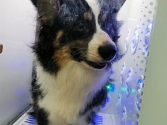 -暖阳宠物医院·犬猫康复中心·骨科