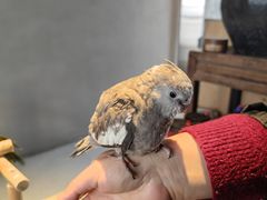 -吉丁鸟咖·异宠·寄养