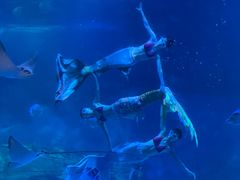 -烟台海昌鲸鲨海洋公园