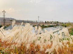 -恋山坝上草原