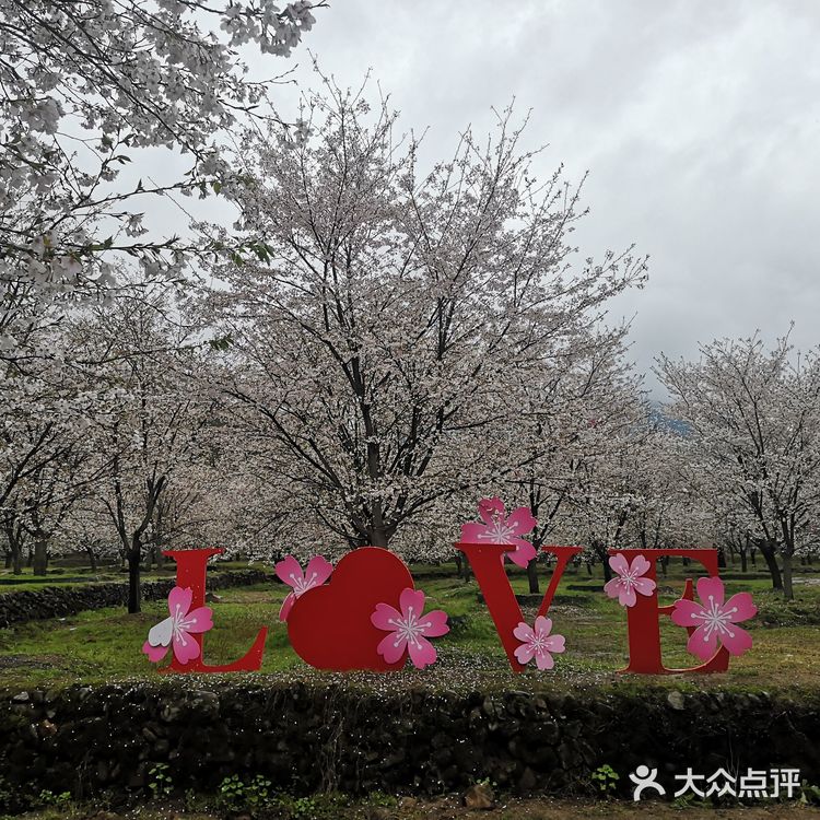 章镇张村樱花谷图片