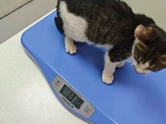 -宠颐生宠物医院·犬猫全科·皮肤科(商业街店)