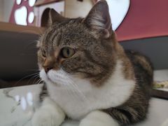 -喵园·猫主题咖啡厅·撸猫·猫咖(国贸店)