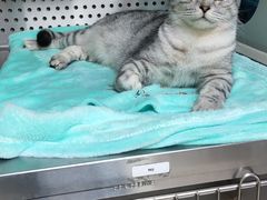 -艾贝尔宠物诊疗