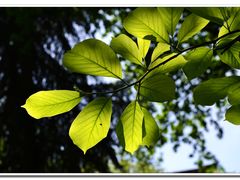 -陕西师范大学(雁塔校区)