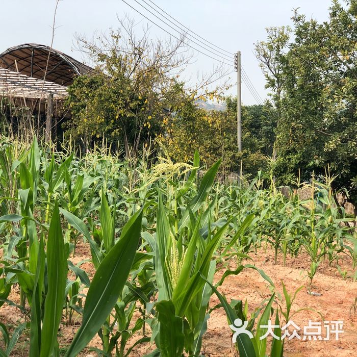 美林湖孔雀园图片-北京采摘/农家乐-大众点评网