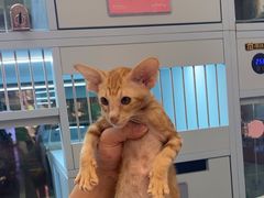 -FAELING PETS美天灵宠物(合生汇店)