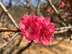 -南国桃园旅游度假区