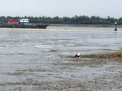 -吴淞炮台湾湿地森林公园烧烤区