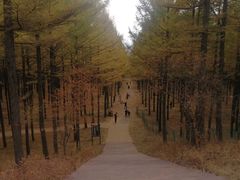 -塞罕坝国家级自然保护区