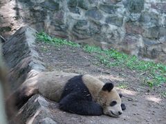 -都江堰中华大熊猫苑