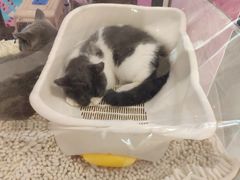 -猫冇咖·家门口的撸猫馆(大融城店)