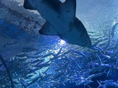 -海合安武汉极地海洋公园