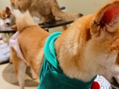 -逗柴咖啡屋·狗咖猫咖宠物桌游