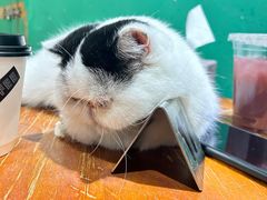 -藏猫猫咖啡主题馆(中央大道店)