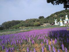-松山湖梦幻百花洲