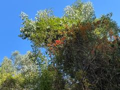 -火炉山森林公园