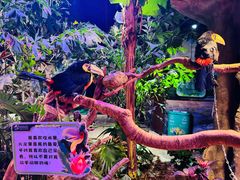 -正佳雨林生态植物园
