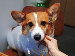 -素咫咖啡CLIFEROSE(新安店)